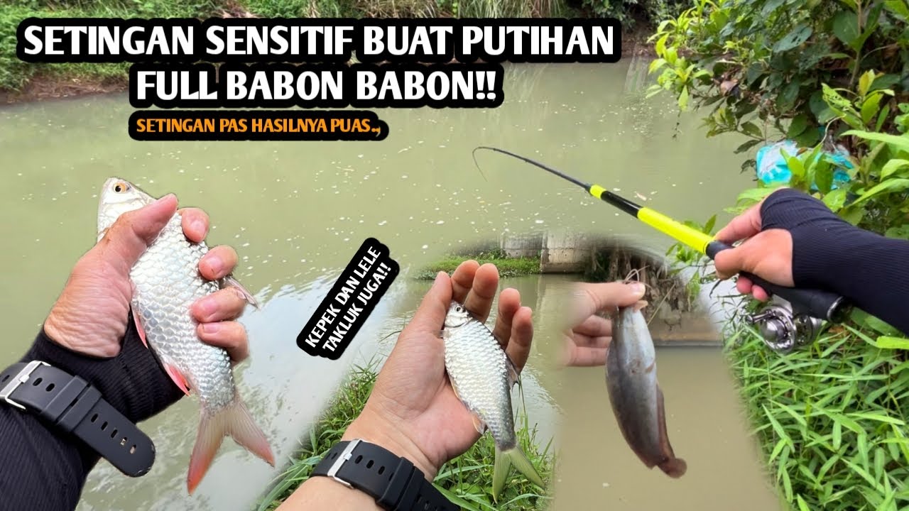 SETINGAN SENSITIF UNTUK TARGET PUTIHAN TAWES!! Mancing wader dan tawes pakai teknik kumbul