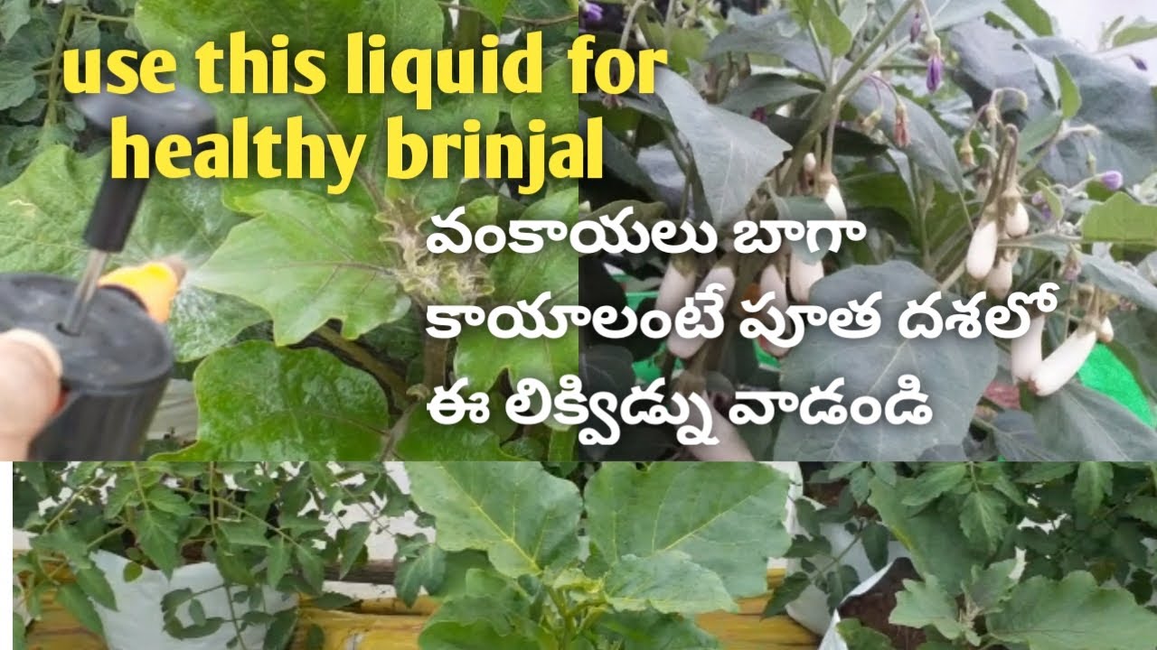 How to grow brinjal in a pot | terrace garden