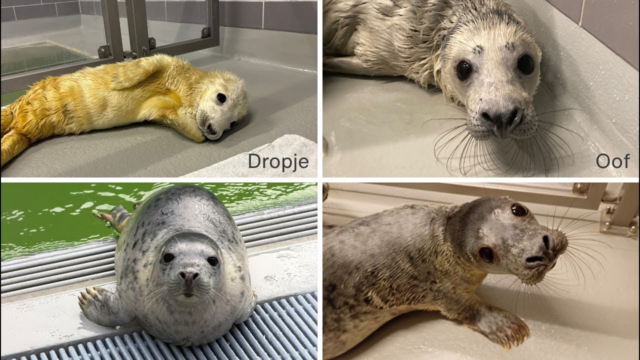 The release of Dropje & Oof 🥰