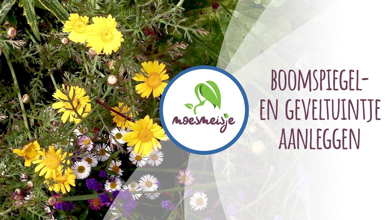 Geveltuin en boomspiegel beplanten | Boomtuintje en geveltuin aanleggen