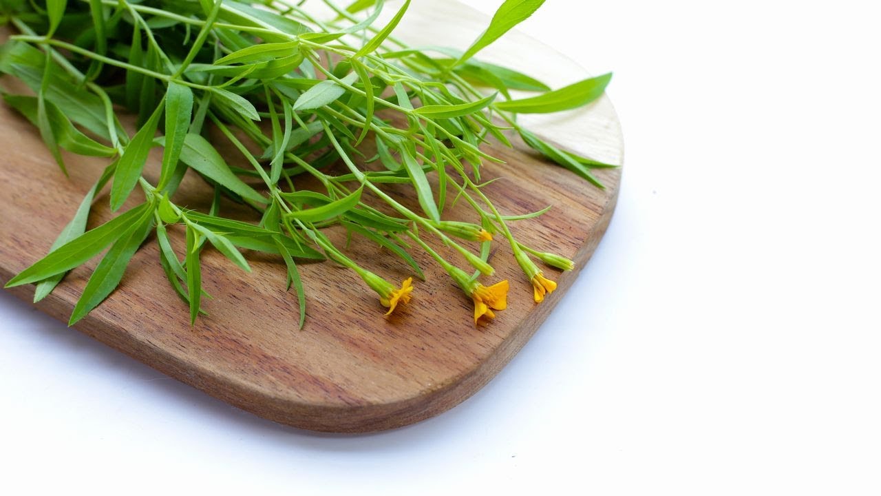 Estragon  Aromatick&aacute; bylina unik&aacute;tn&iacute;mi vlastnostmi