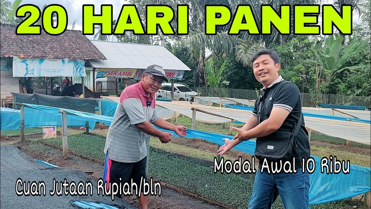 Usaha Pertanian Yang Menjajikan