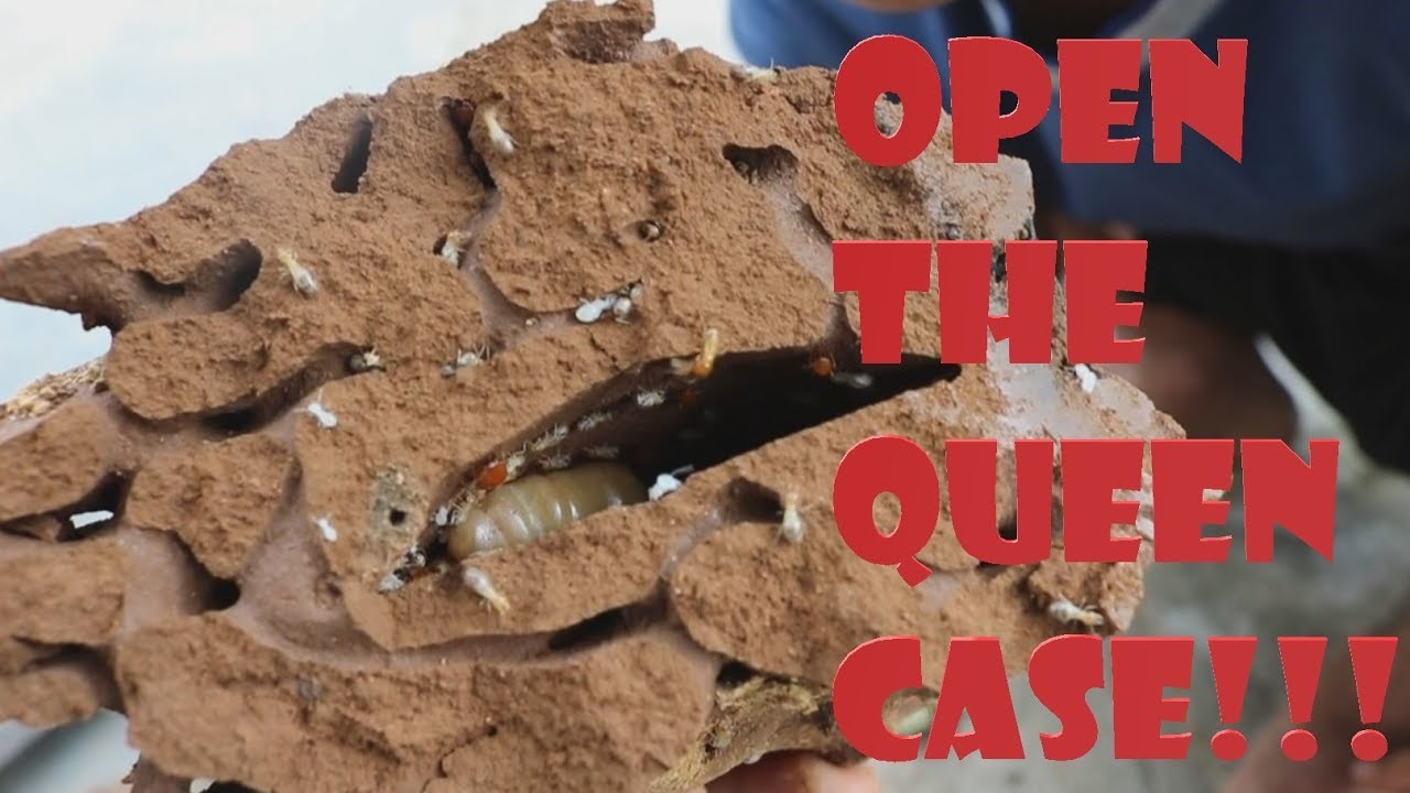 Open termite Queen case !!!