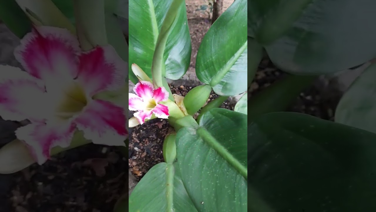 planta pacova