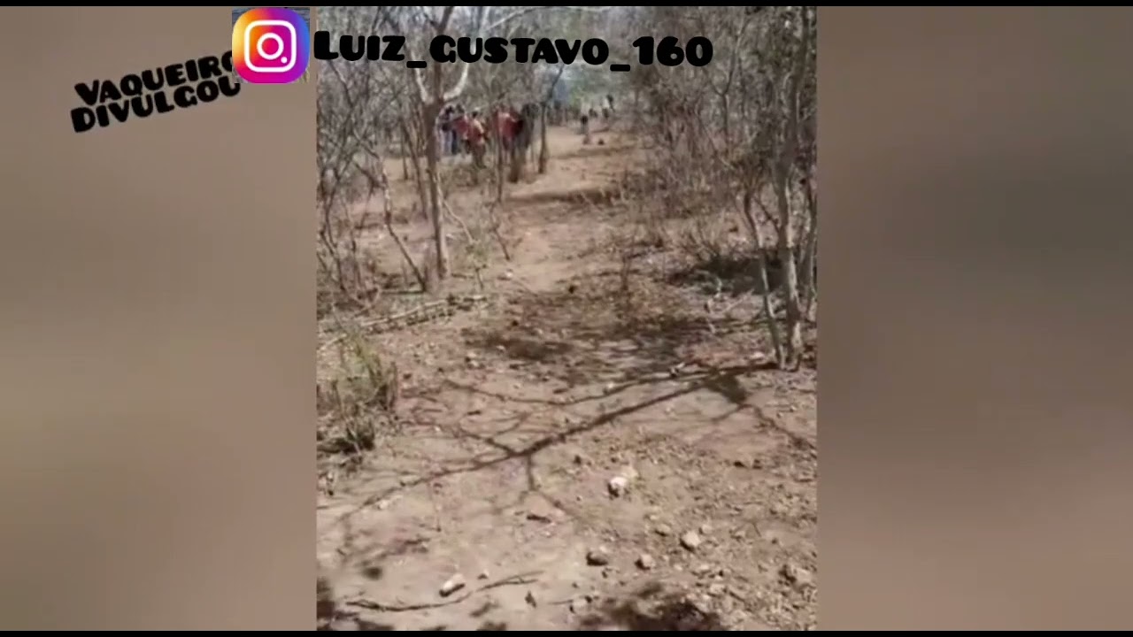 carreira de gado, ligeiro é cavalo bom em Sergipe, é forro bom