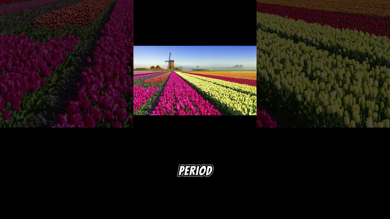Tulip Mania: The 17th Century Dutch Tulip Bubble