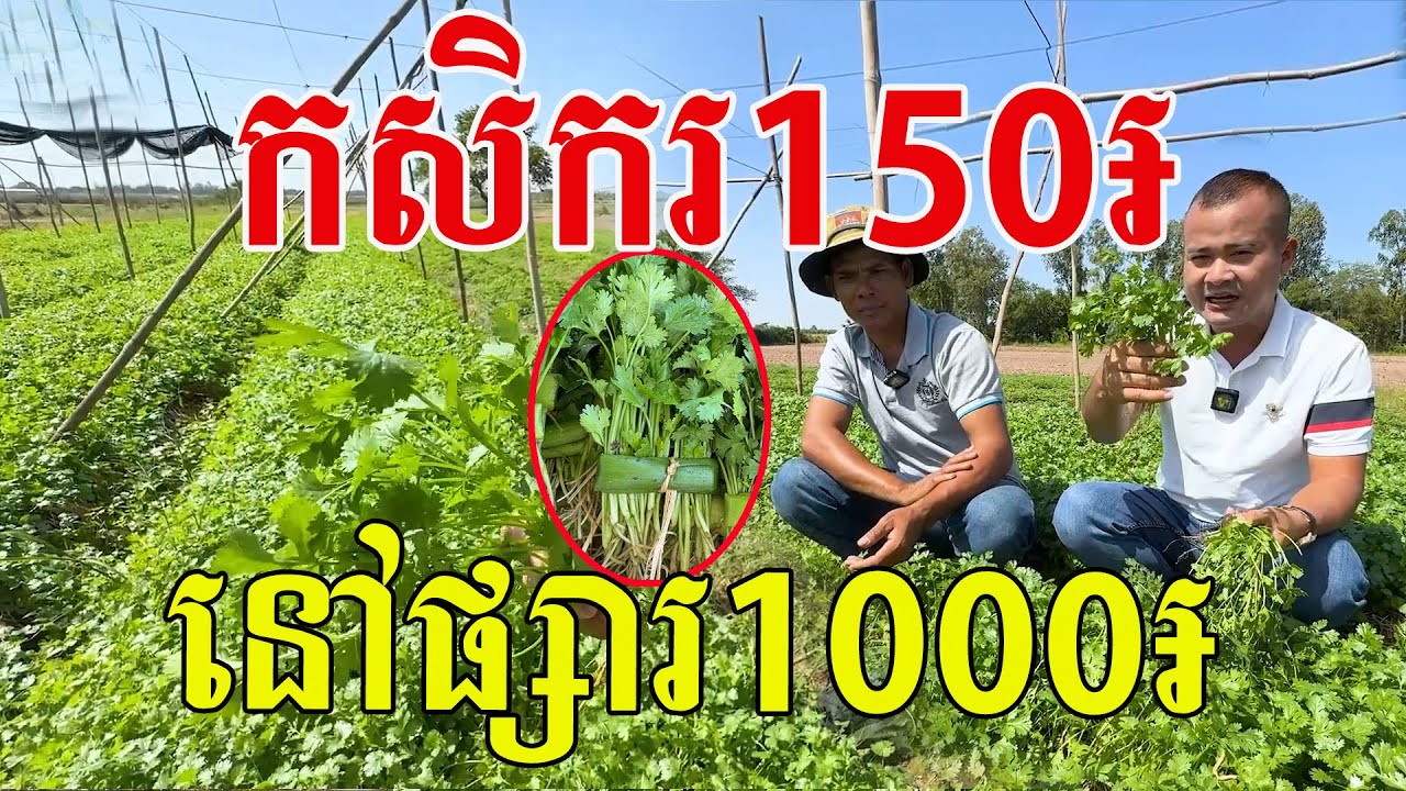 កសិករ150៛ នៅផ្សារ1000៛ ក្លិនឈ្ងុយឈ្ងប់