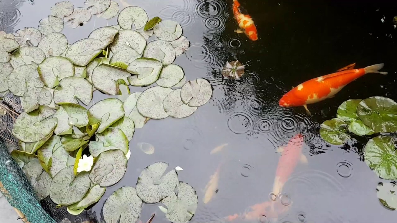 Cleaning Pond, Fish Scrape & RDF Update