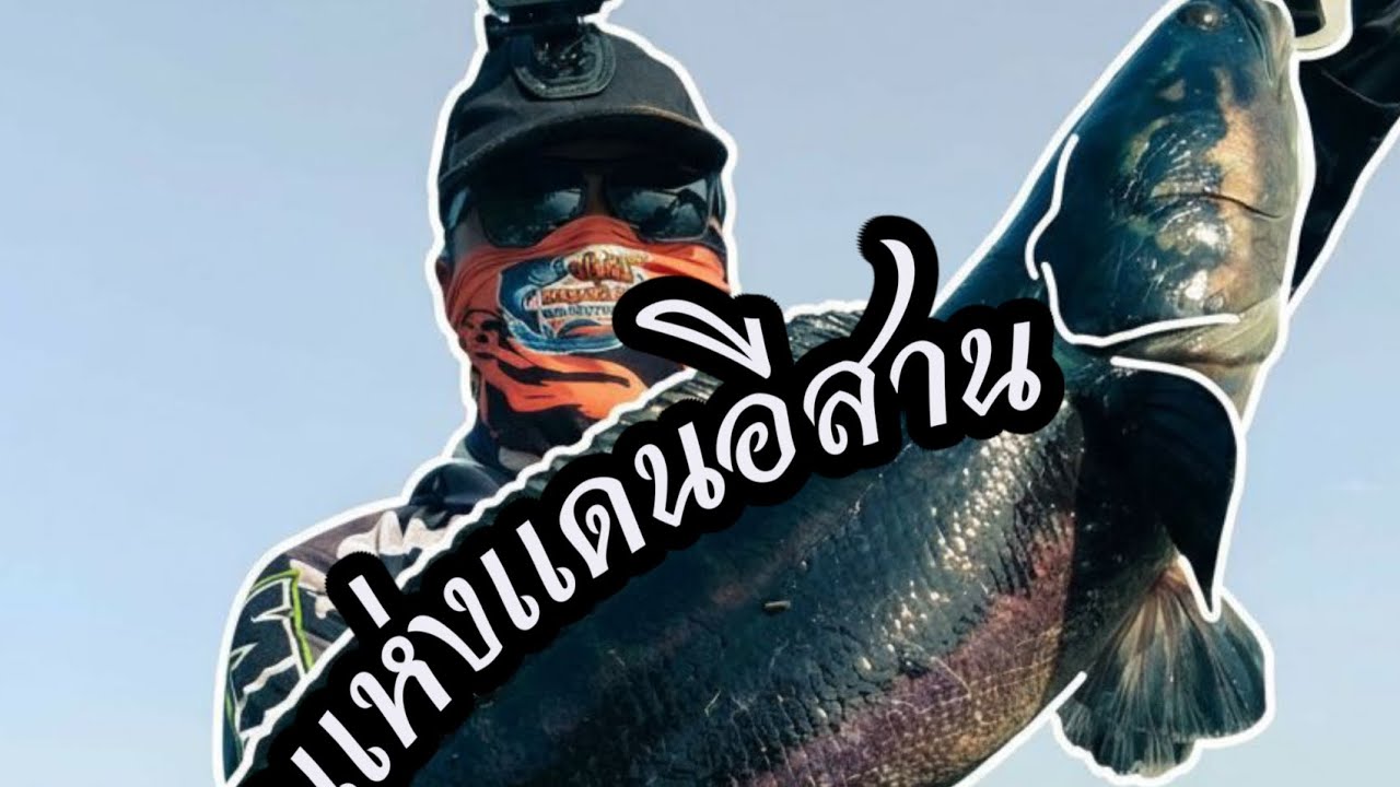 ชะโดดำ!!ตั้งใจไปตกกระสูบ แต่ก็จิบยั่วเกิน