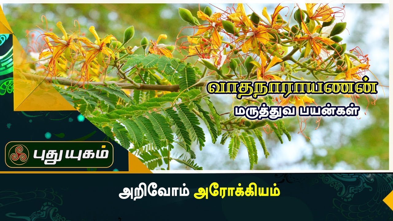 மூட்டுவலி குணமாக வாதநாராயணன் இலை | அறிவோம் அரோக்கியம் | Puthuyugam TV