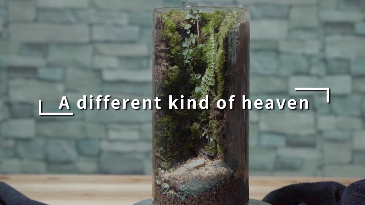 43 Another World Hidden Away | Bonsai Micro-landscape
