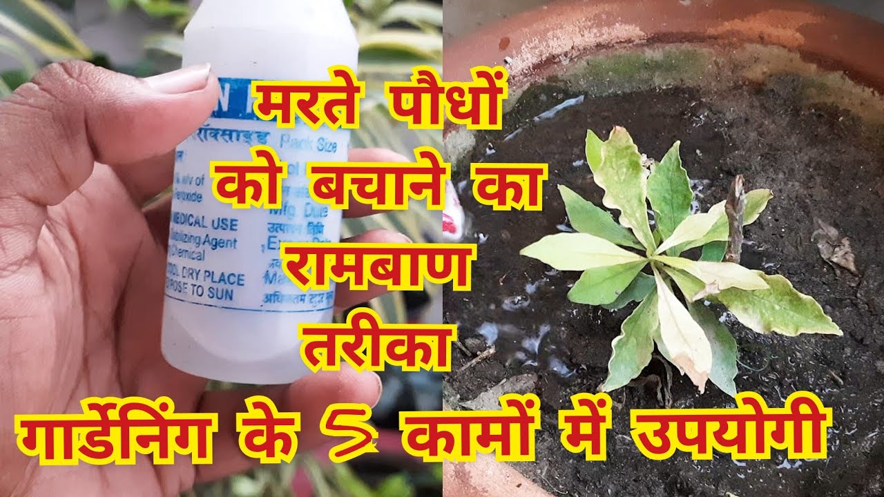 मरते पौधों को बचाने का रामबाण तरीका/5 uses of hydrogen peroxide in gardening
