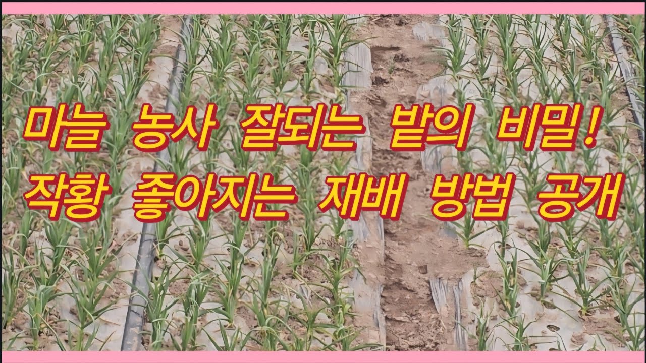 마늘 농사 잘되는 밭의 비밀! 작황 좋아지는 재배 방법 공개!(농사의신)