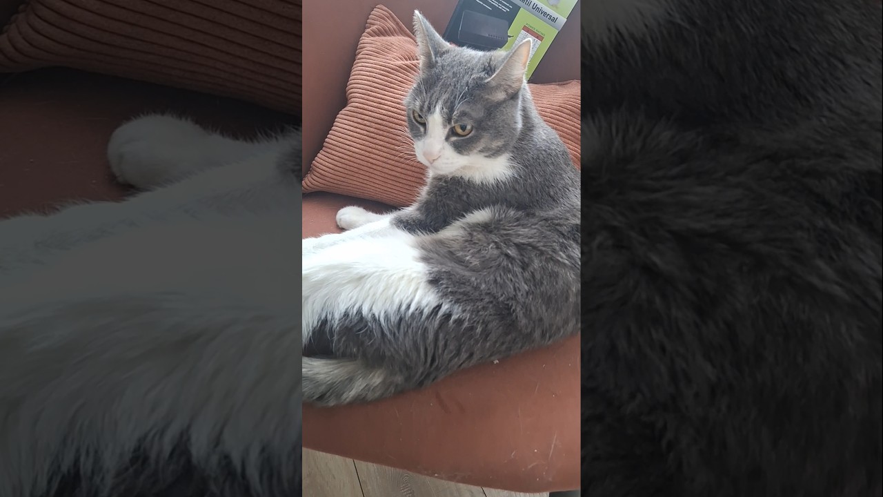 #cute #котбарон #cat #pets #love #cats #funny #catvideos #furry #catshorts #chat #cleaning #котики 🐈