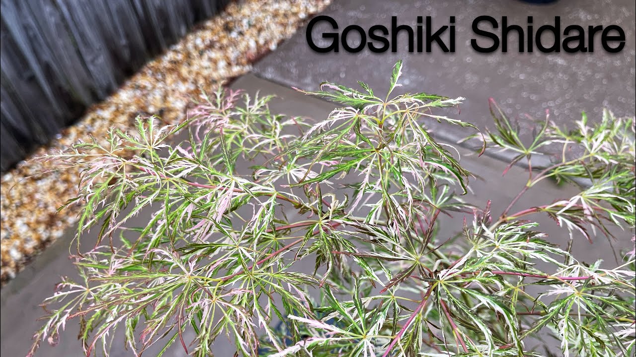 Acer Palmatum Goshiki Shidare Japanese Maple