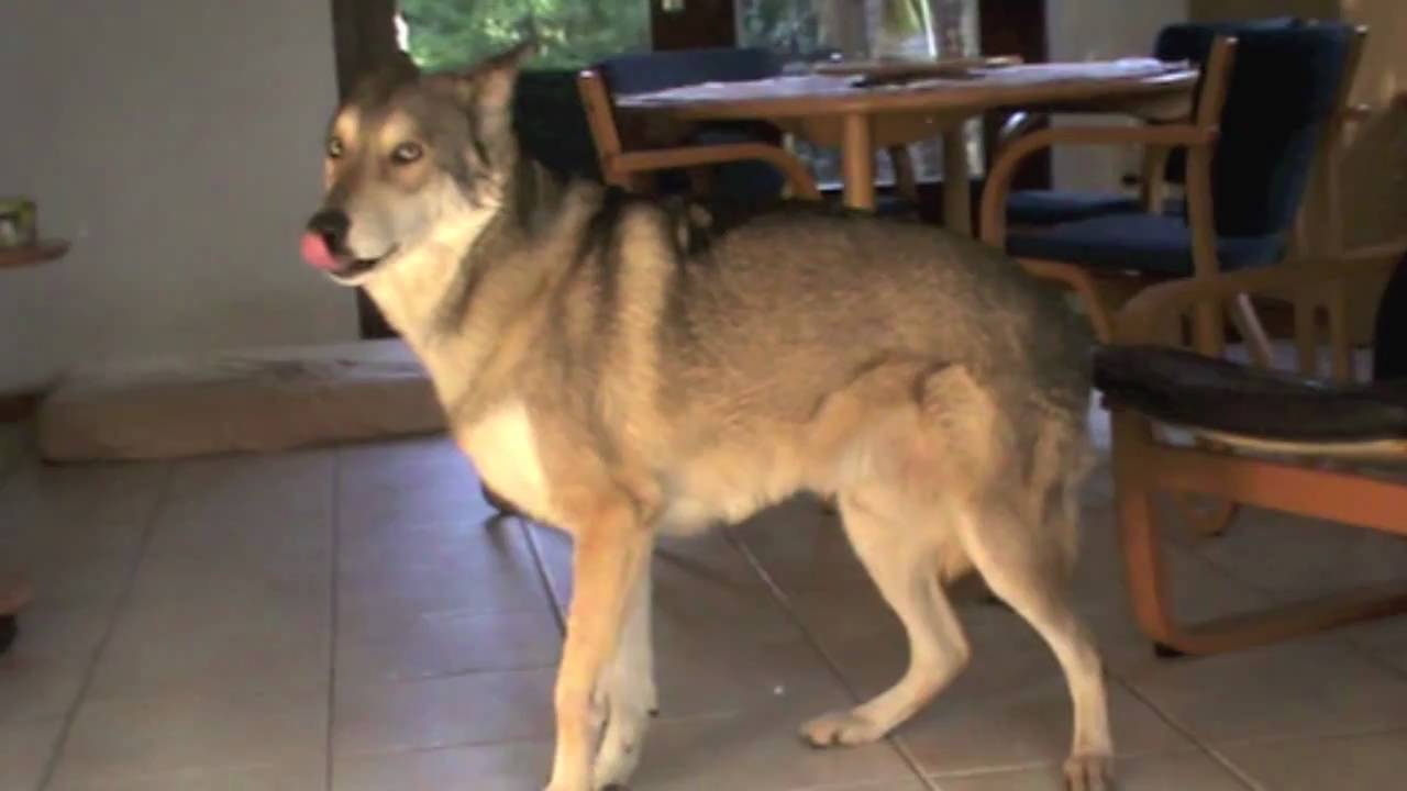 Ygor De Saarloos Wolfhond