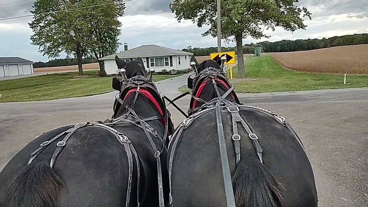 mares from the driver's seat