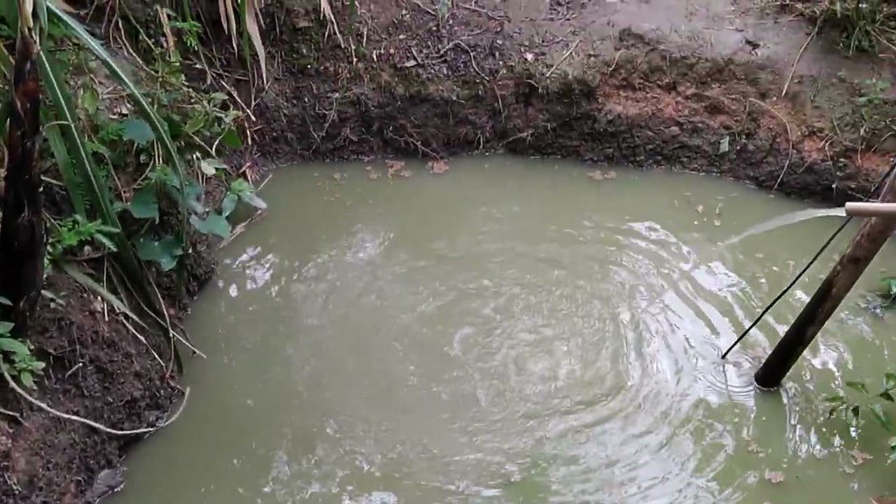 Tratando das tilapias no poços e as da caixa d'agua