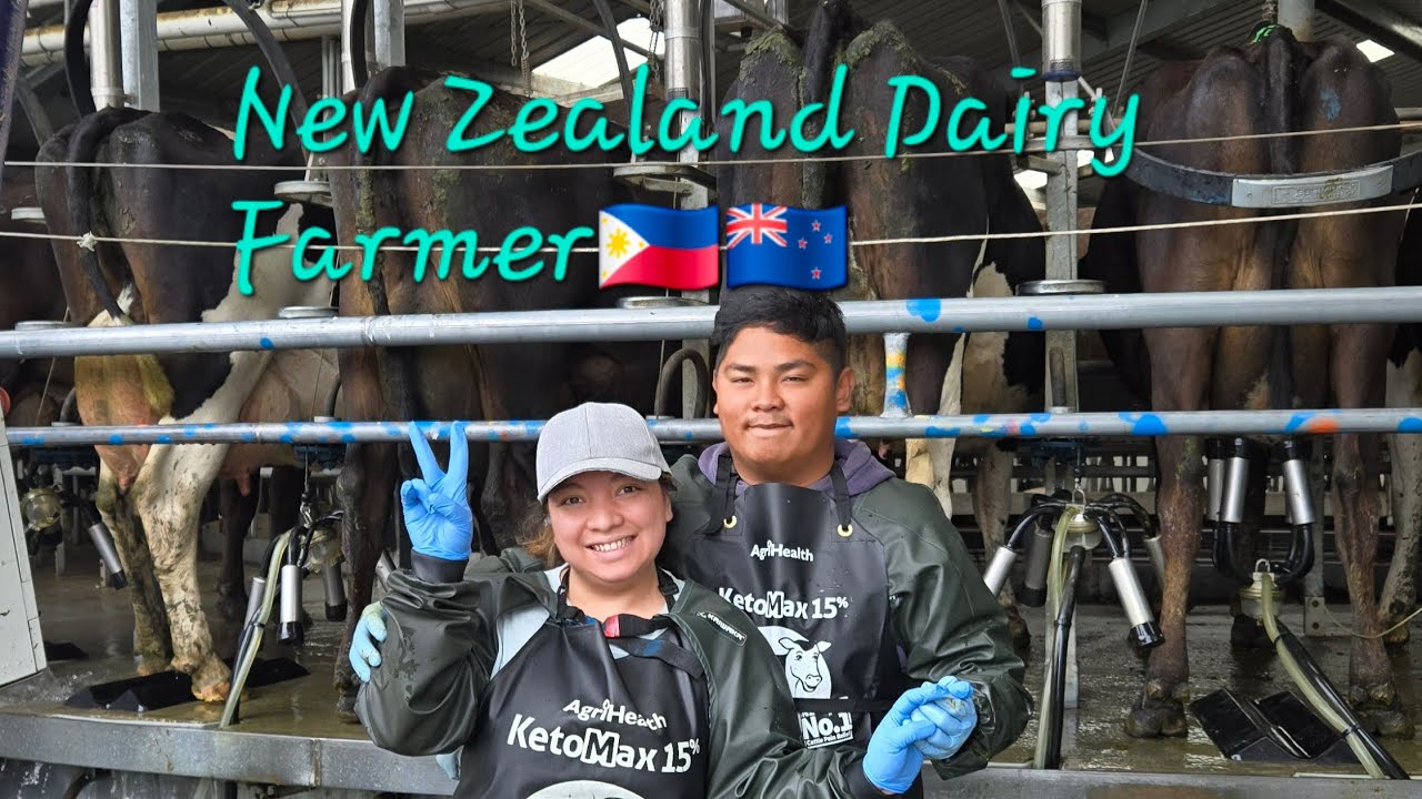 "A day in my life" Dairy farmer in NZ