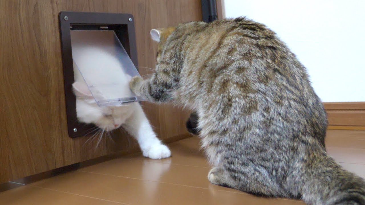 先輩猫の通り抜けを容赦なく邪魔する子猫！