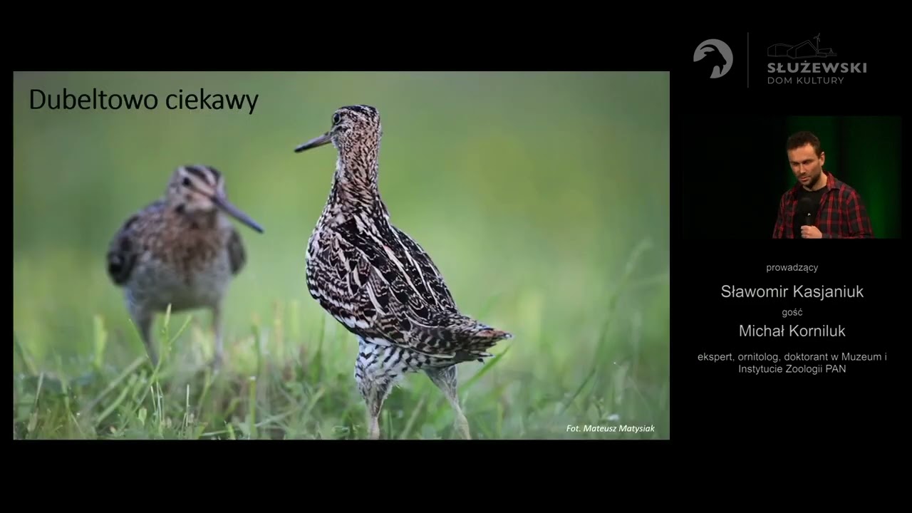 Dubelt &ndash; gatunek parasolowy bagien i ich mieszkańc&oacute;w
