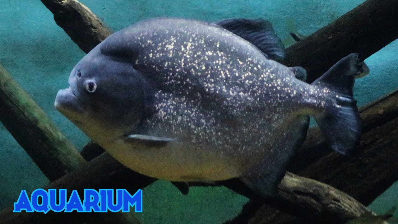 Palometa mora 4K (Pygocentrus nattereri) Pira&ntilde;a pacusa, Palometa de r&iacute;o, Pa&ntilde;a, Caribe boca de locha