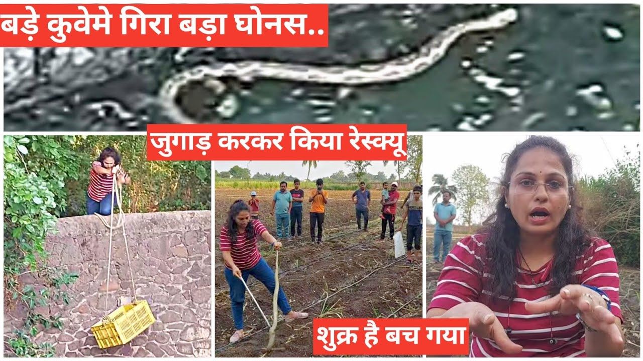 बड़ा घोनस गिरा खेत के बड़े कुवेमे.. बड़ी मशक्कतके बाद जुगाडसे किया रेस्क्यू..