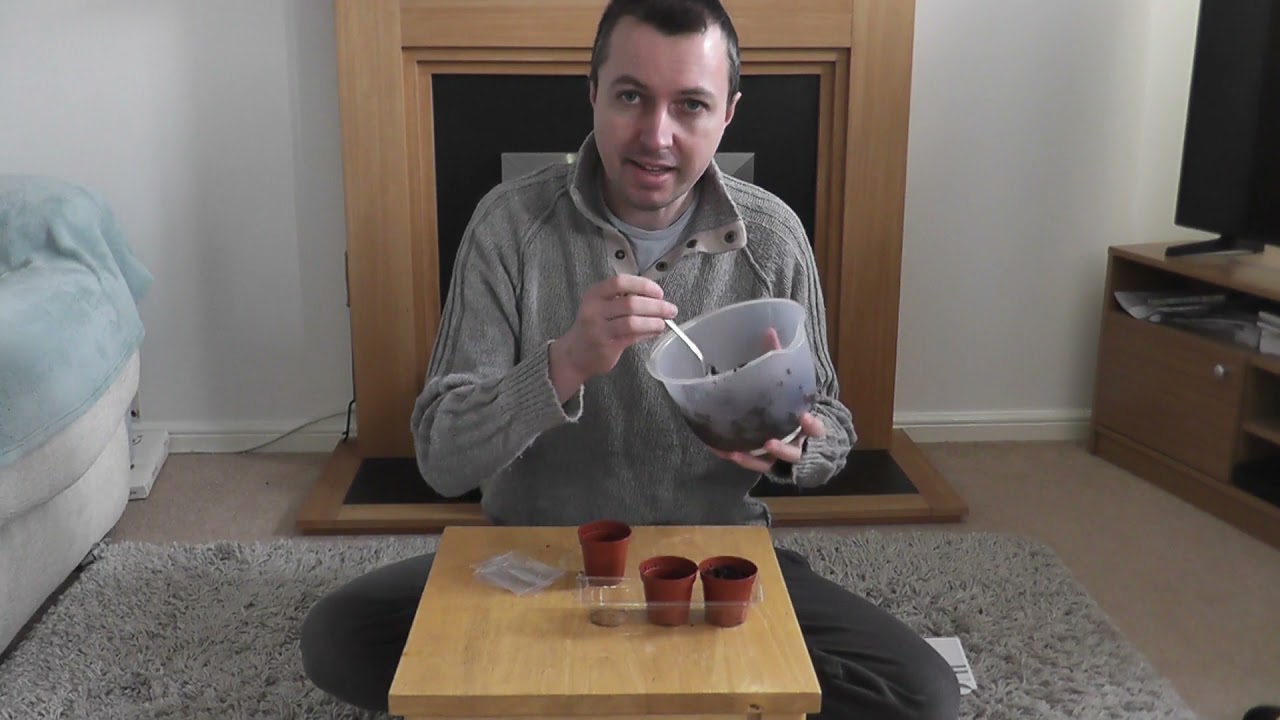 Planting Chilli Seeds