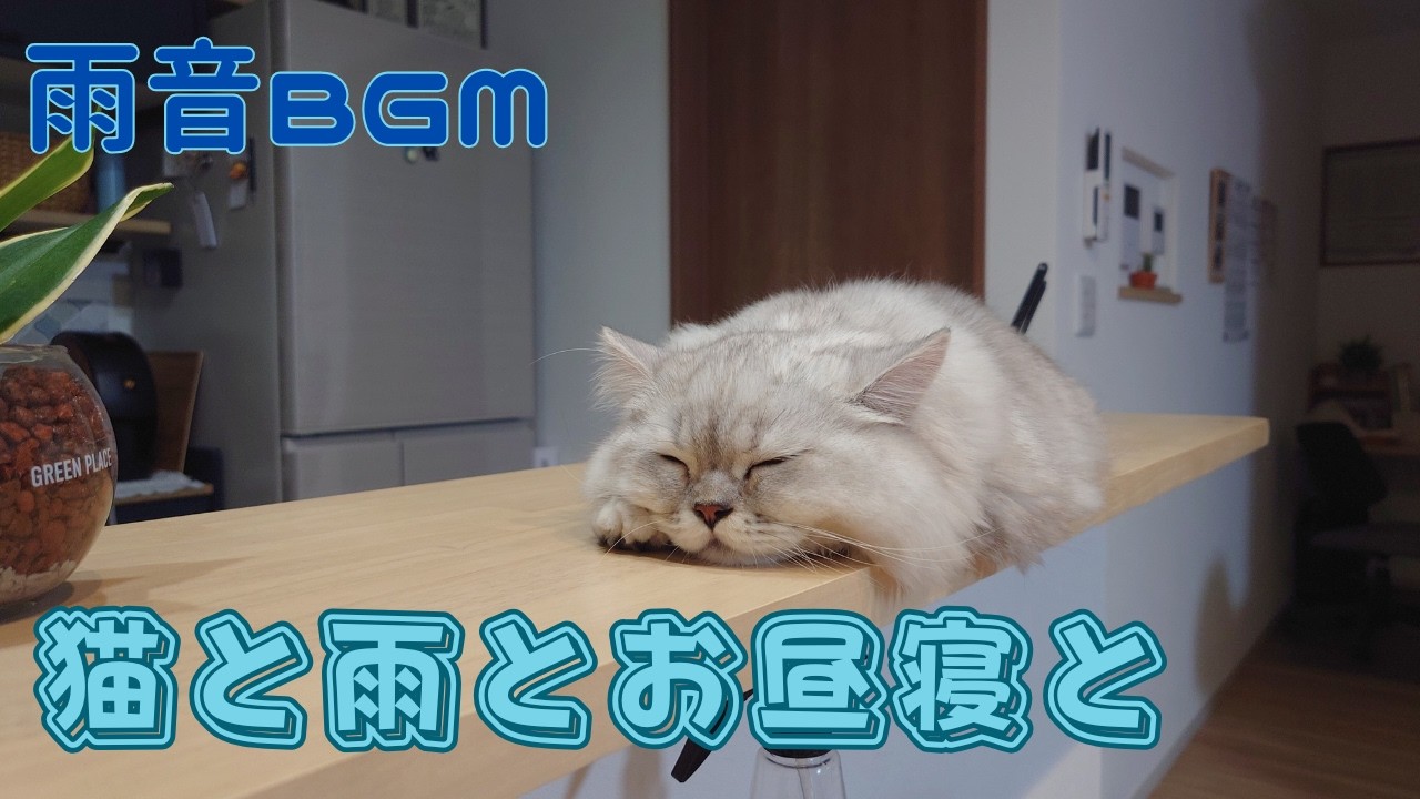 【雨音】猫と雨とお昼寝と（ミヌエット）