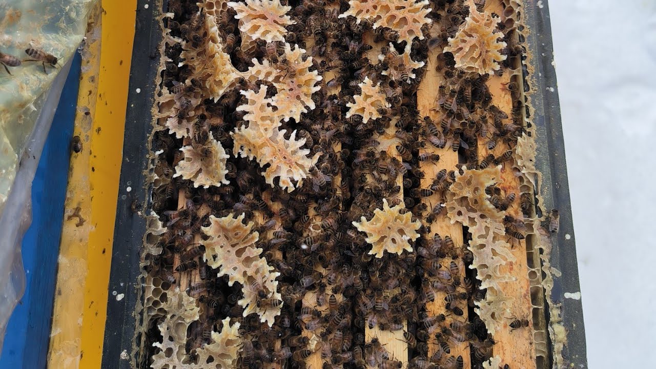 Лучшая подкормка для стимуляции пчëл