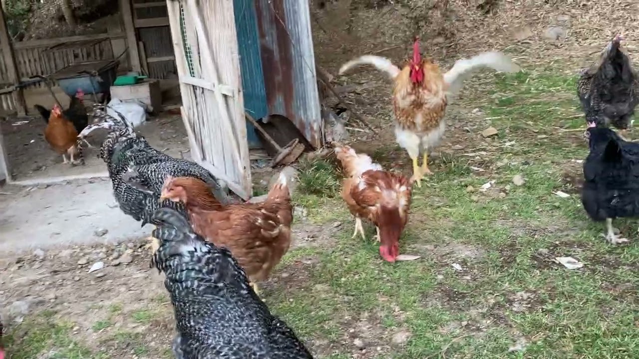 ララは羽根が生え変わったばかりなのでとても綺麗