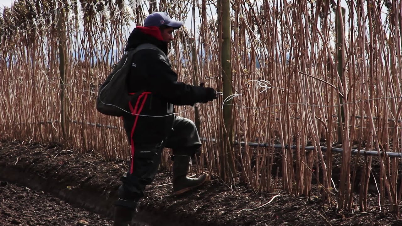 PRUNING AND TYING | at the raspberry farm