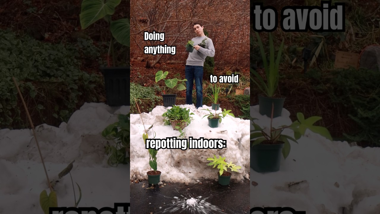 Repotting in (S)winter #houseplants #repotting #soil #gardening #philodendron #indoorgardening #pot