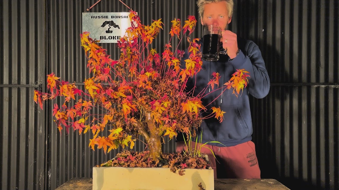 Coral Bark Maple Bonsai    (AUTUMN GLORY), Aussie Bonsai Bloke
