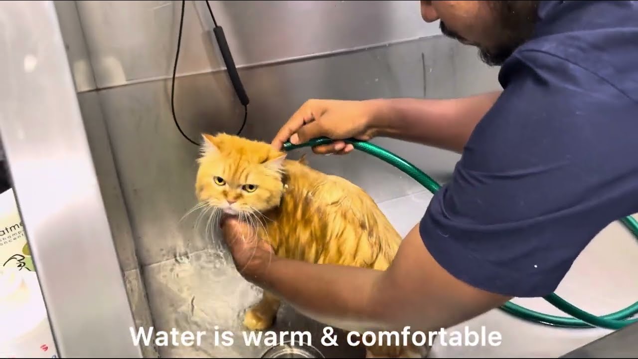 Cat grooming | Bath & Haircut | Persian | Plowythecat