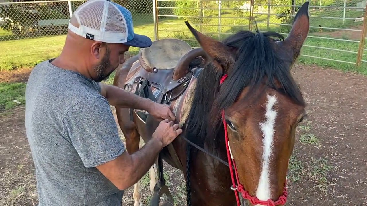 Cómo arreglamos al caballo destapado de cabeza? #elcaballoyelcaballista
