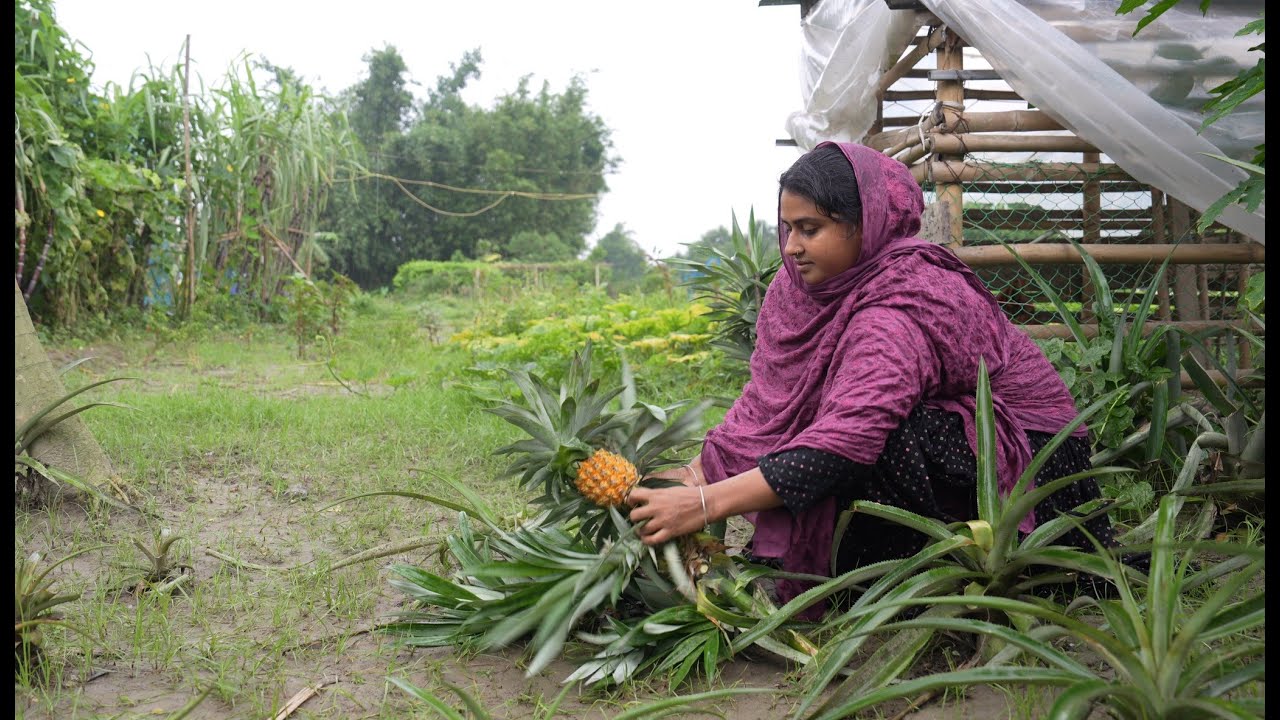 ঝড় বৃষ্টিতে আমাদের আনারস বাগান নষ্ট হয়ে গেল | Village life with Shampa