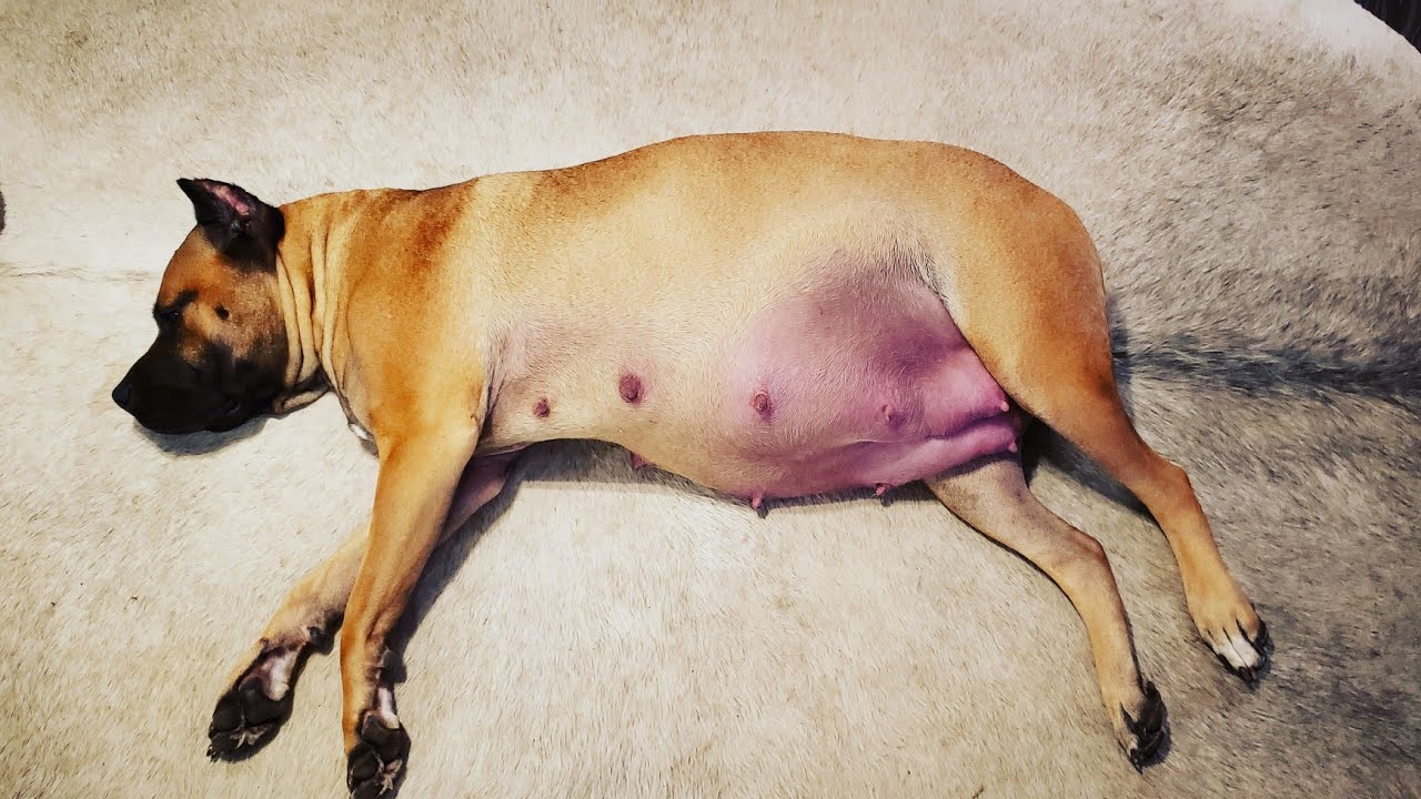 Signs of labor in dogs