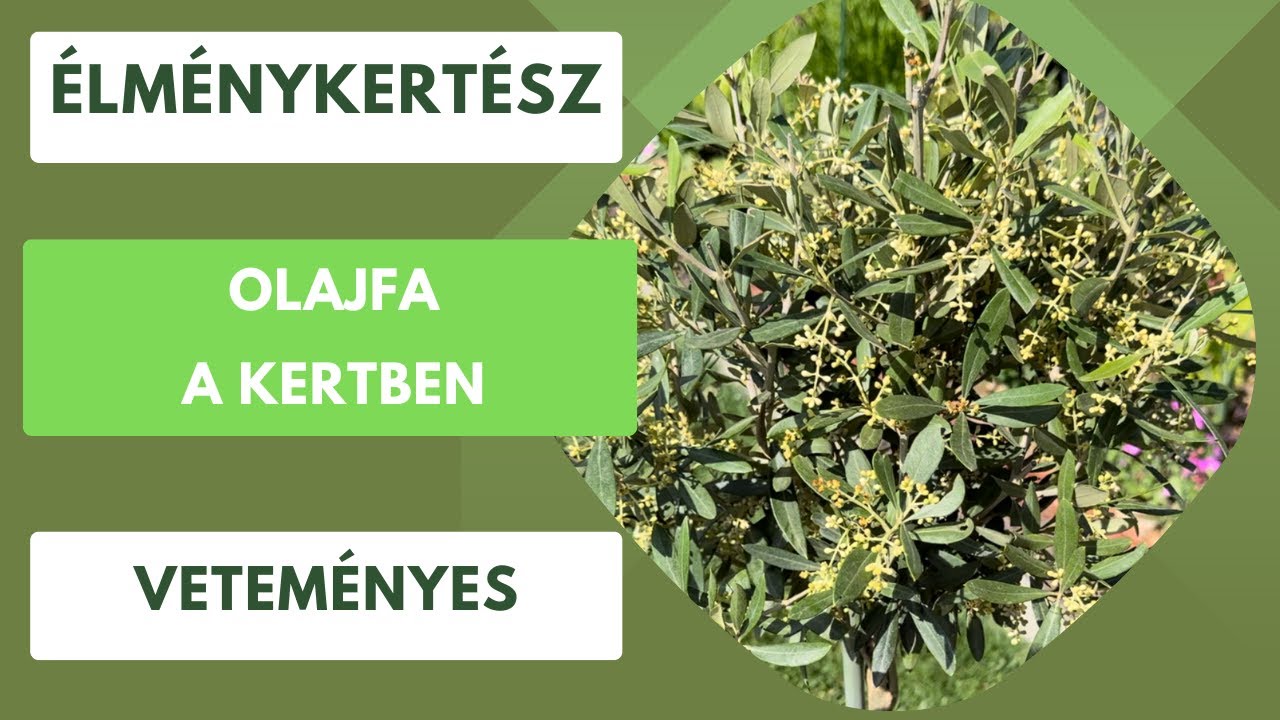 Olajfa a kertben🫒
