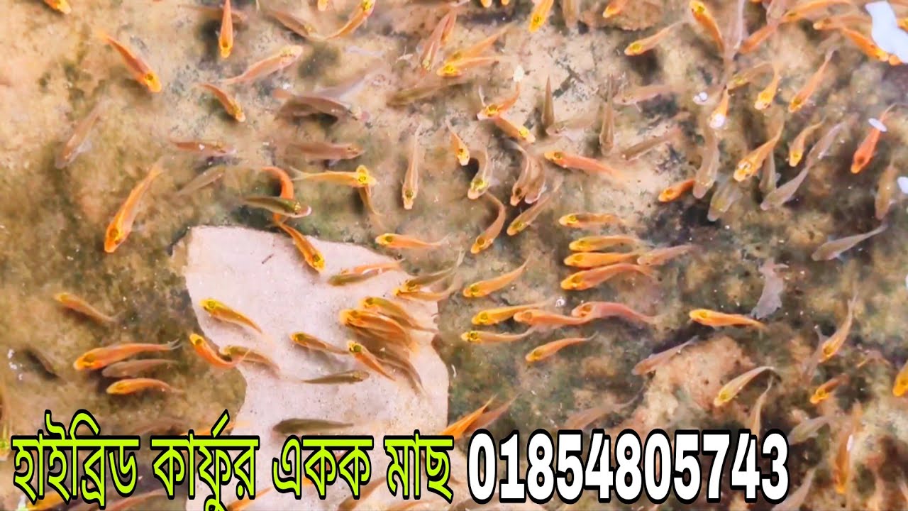 কারপু মাছের পোনার || কার্ফুর একক মাছের পোনা