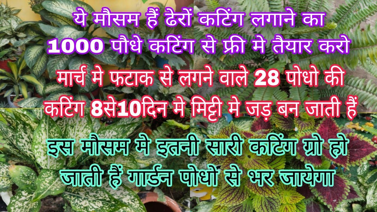 ये मौसम हैं ढेरों कटिंग लगाने का मार्च मे फटाक से लगने वाले 28+पोधो की कटिंग8से10दिन मे मिट्टी मे जड़