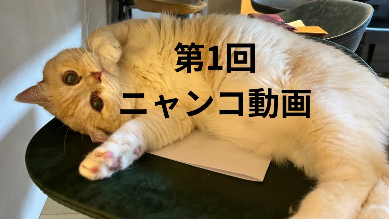 0012 第1回ニャンコ動画