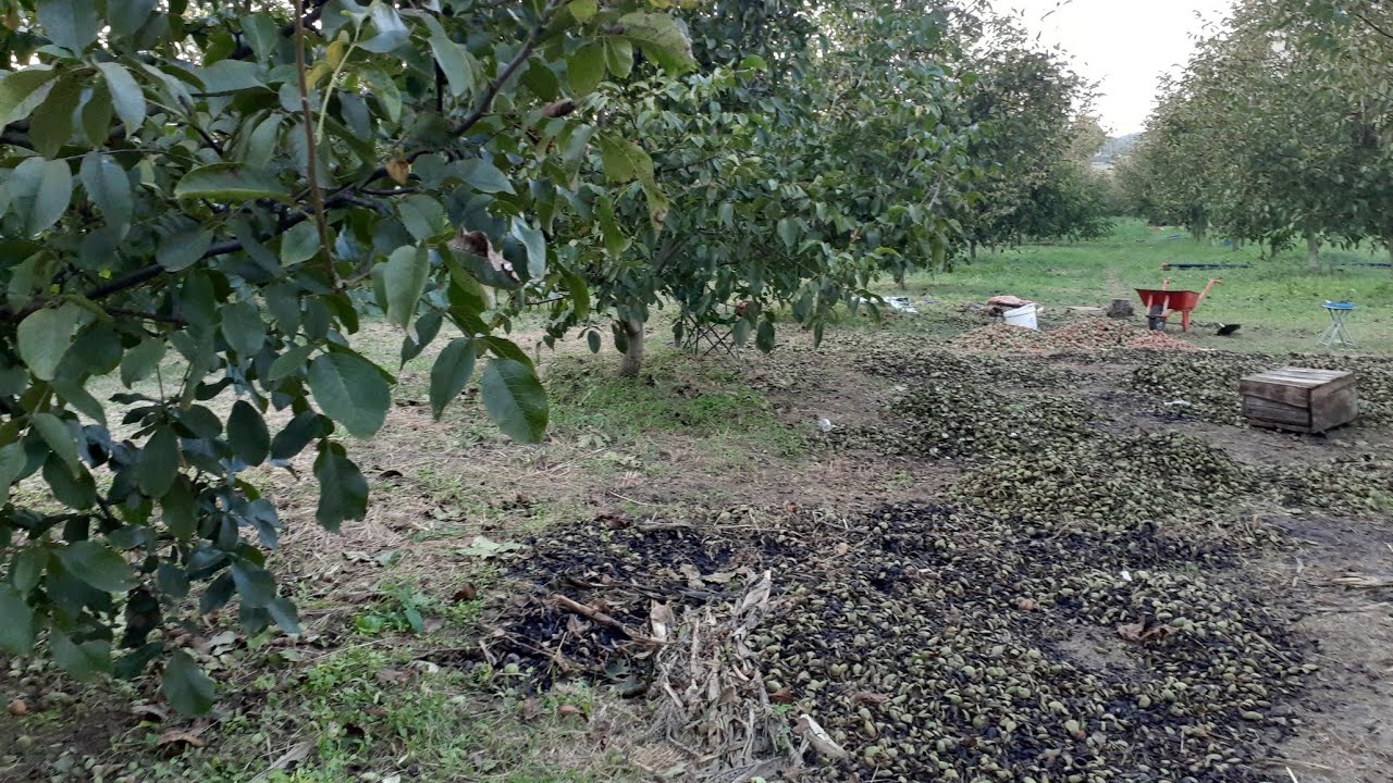 Sinop Erfelek Hasandere K&ouml;y&uuml; Ceviz Hasatı#nature#cevizlik#ceviz#naturelovers#fruit#hasatzamanı#live