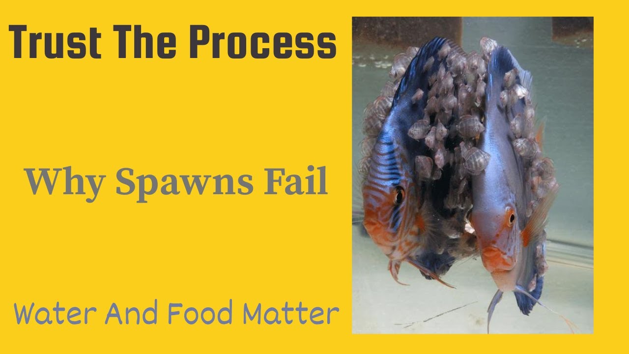 “Discus Breeding Mistakes: Why Patience Wins Every Time”