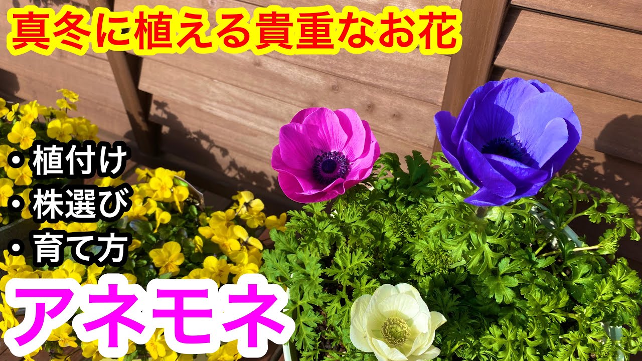 『アネモネ』植えます❣️株選び・育て方。絶対きれいに育てるぞ💕