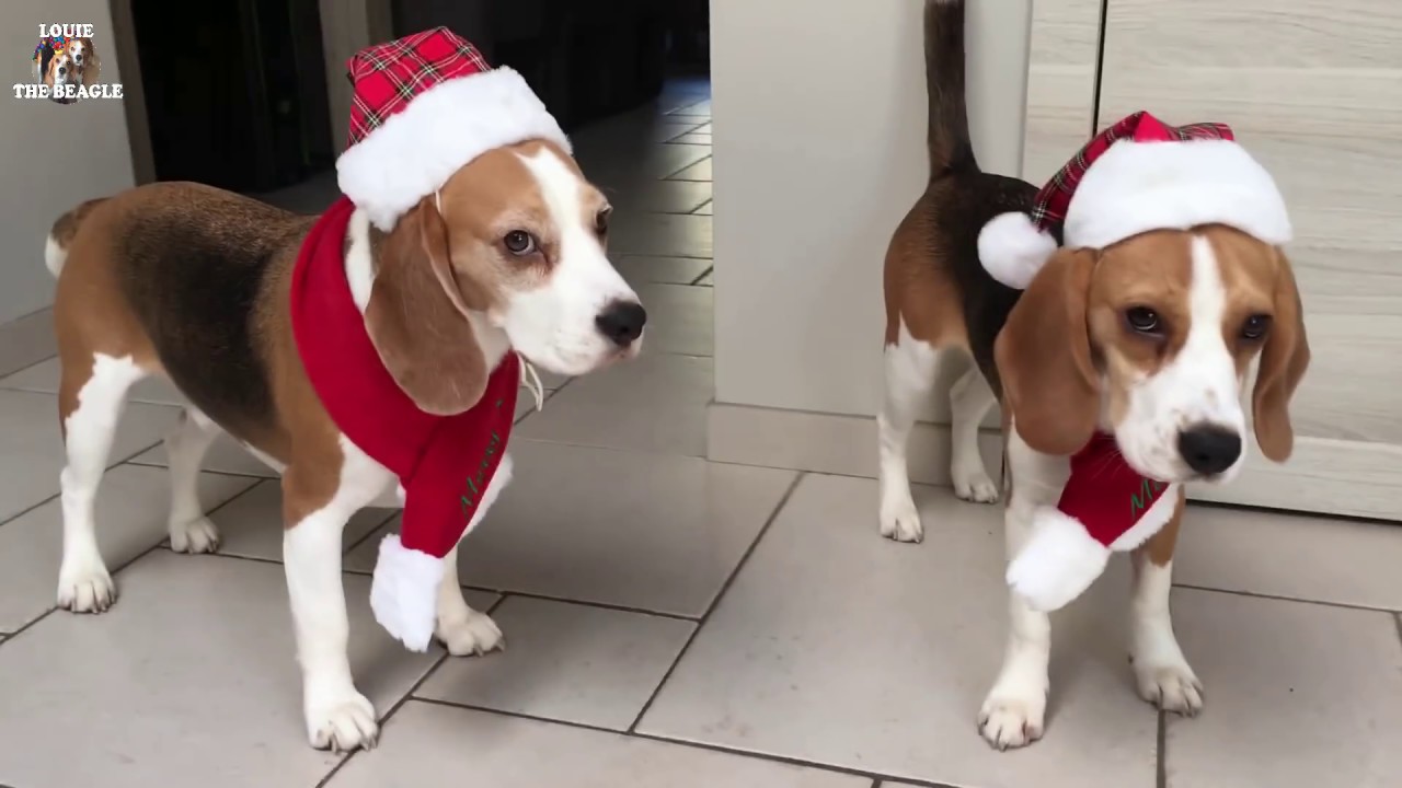 The Best Present For A Dog On Christmas : 40 brand new toys!