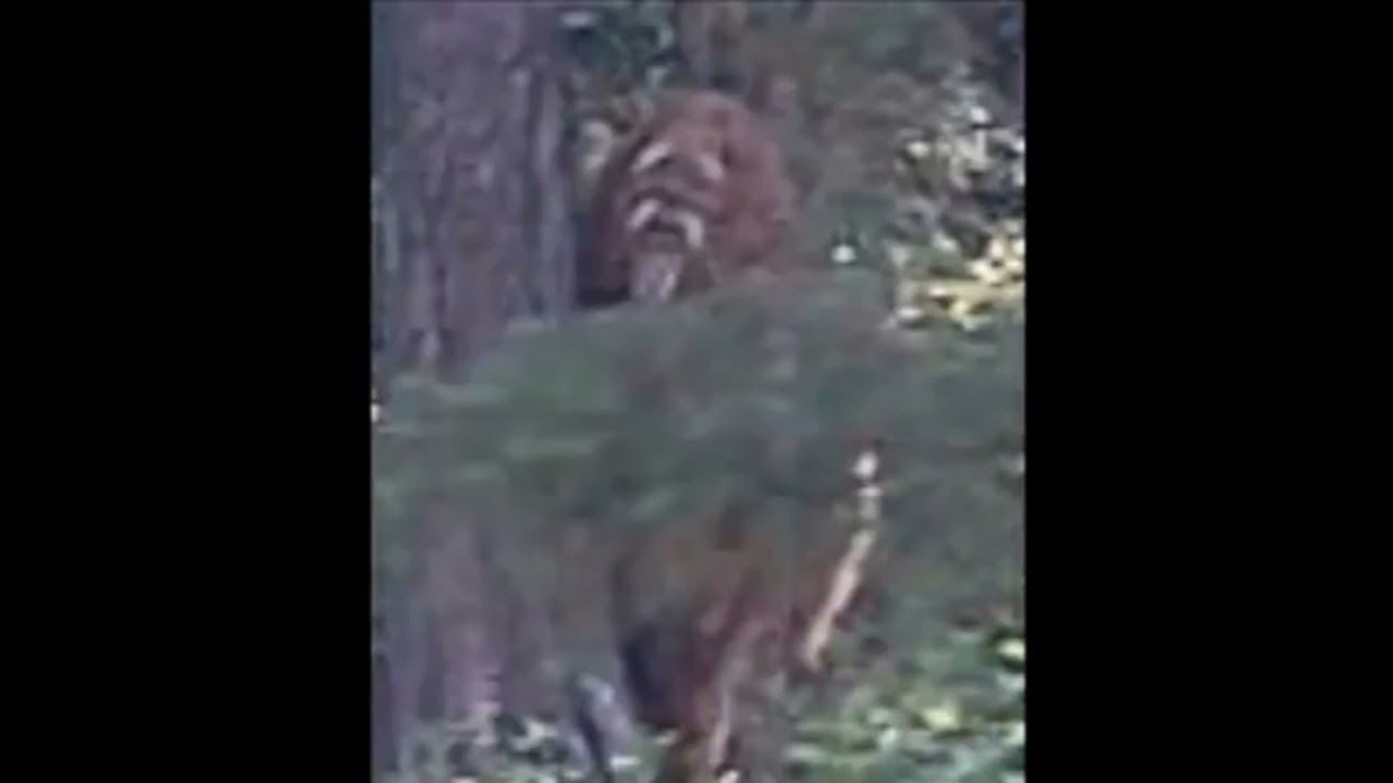 The Clearest Images of Bigfoot Ever Captured