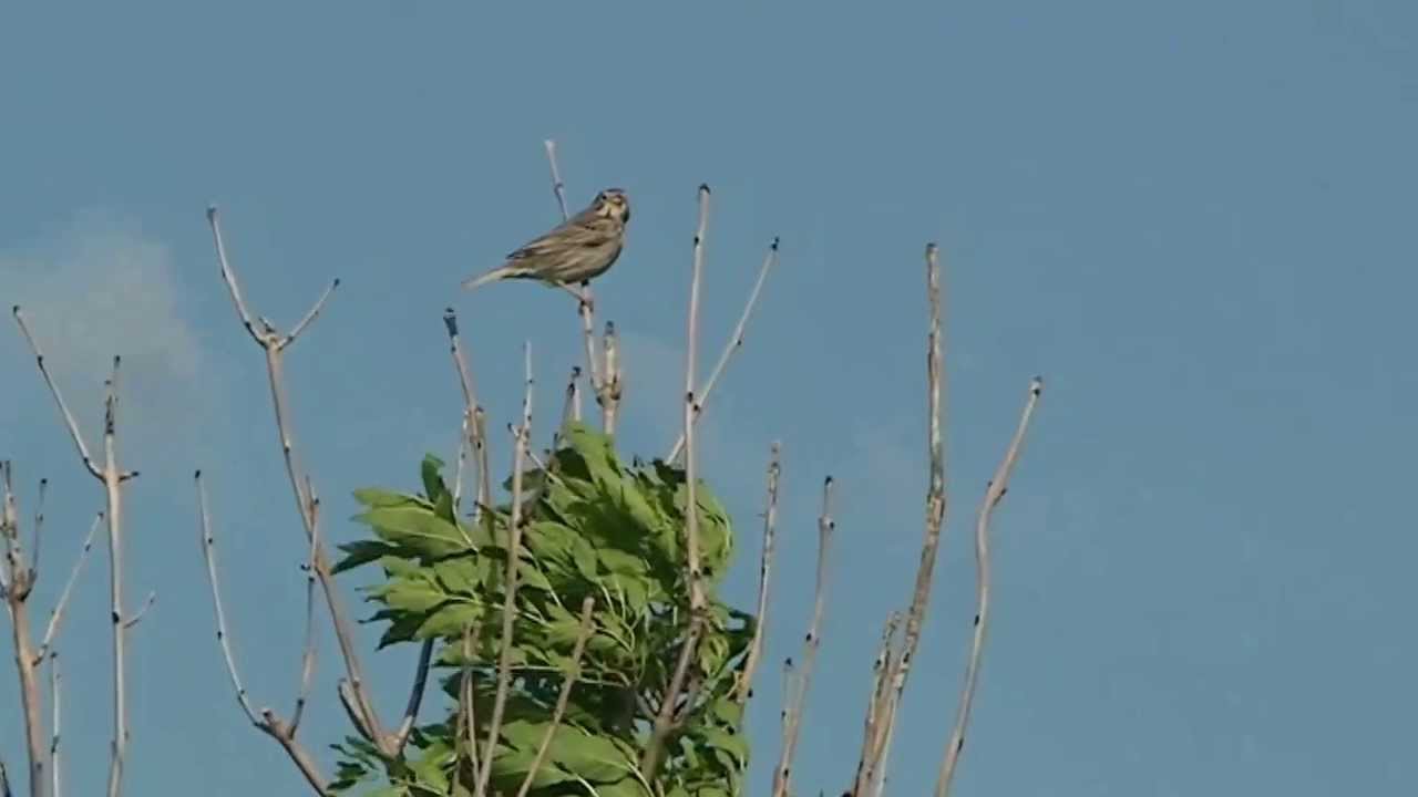 Grauammer (Emberiza calandra)