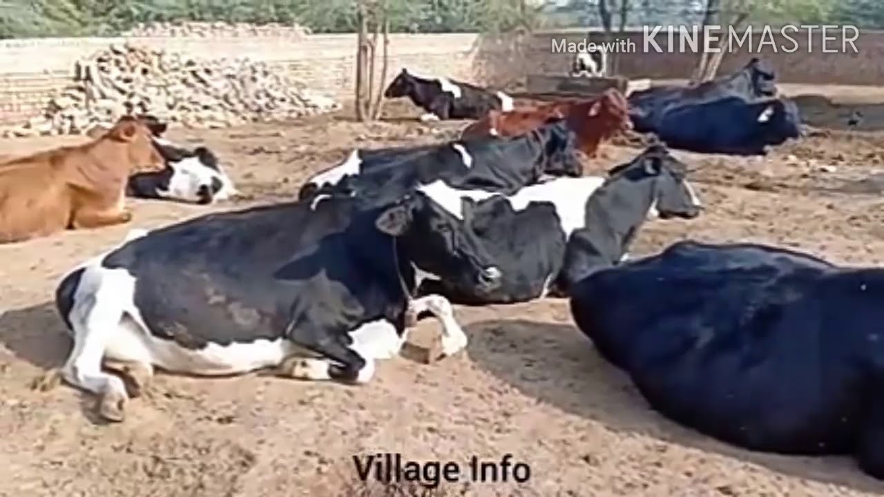 Village jamalpur cow farm