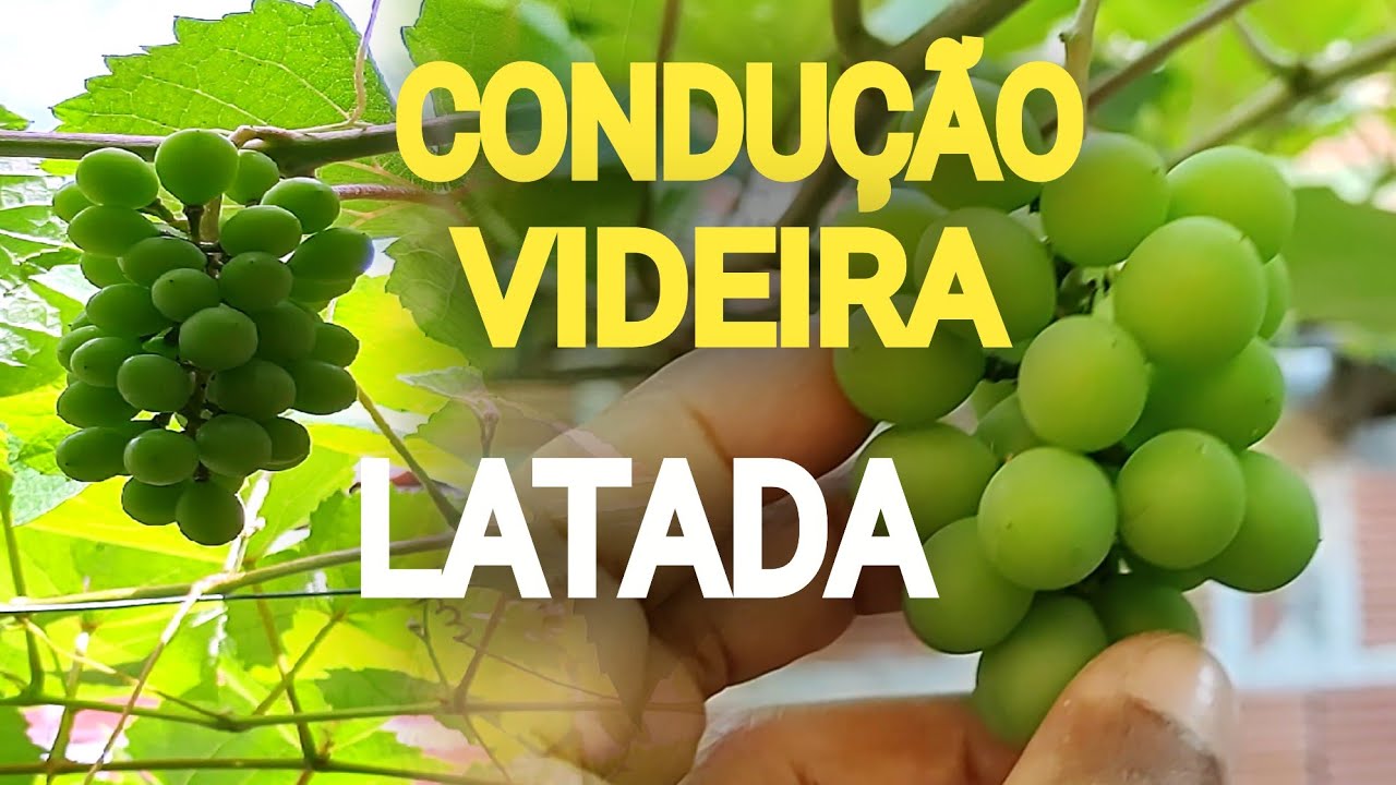 3 Opções pra Conduzir  Videiras na LATADA